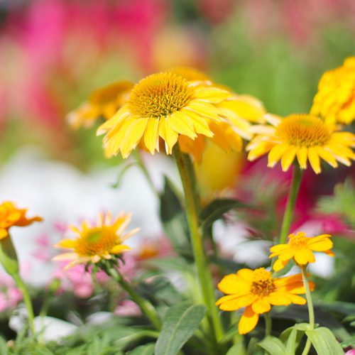 coneflowers