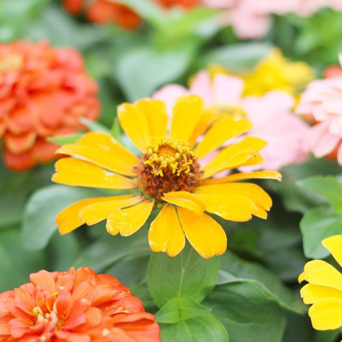 Zinnias Plant for Pollinator Friendly Container Gardens | Calloway's Nursery