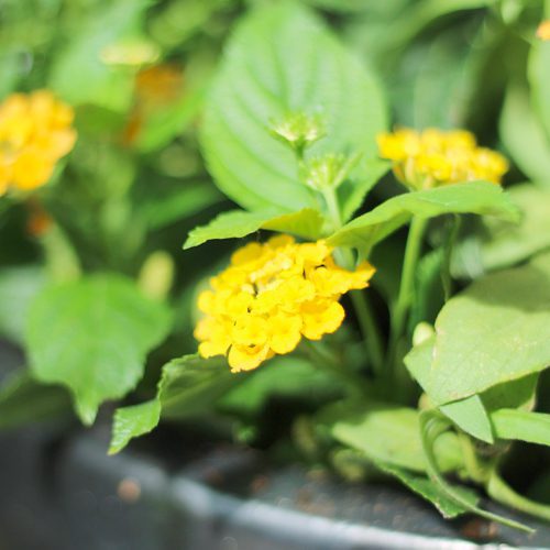 Lantana Plant for Pollinator Friendly Container Gardens | Calloway's Nursery