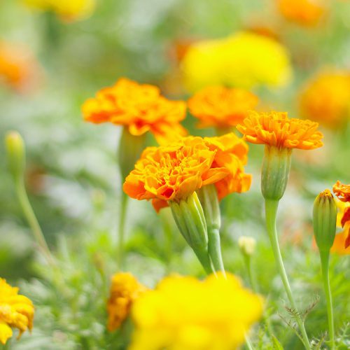 Marigolds Plant for Pollinator Friendly Container Gardens | Calloway's Nursery