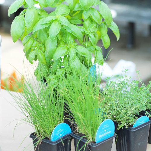 Fresh Herbs Plant for Pollinator Friendly Container Garden | Calloway's Nursery