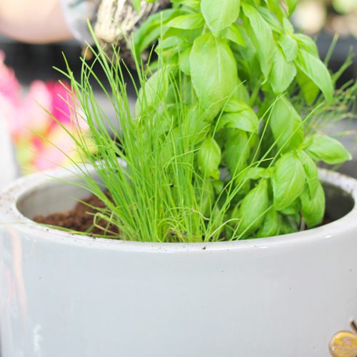 Chives Plant for Pollinator Friendly Container Garden | Calloway's Nursery