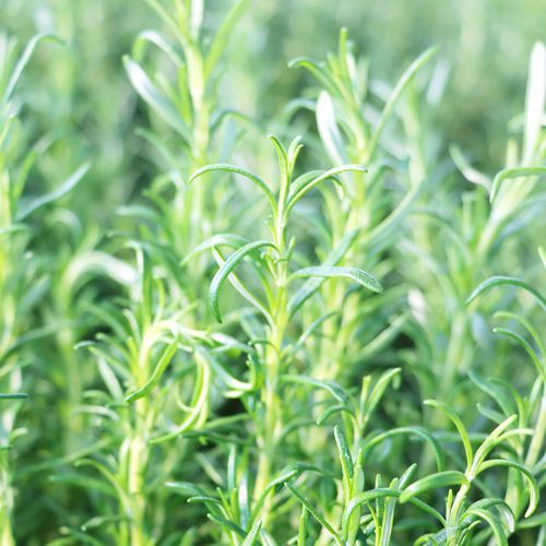 Rosemary Plant for Pollinator Friendly Container Garden | Calloway's Nursery