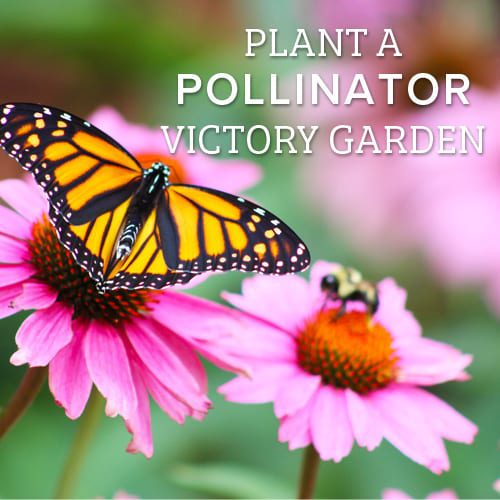 pollinator gardens