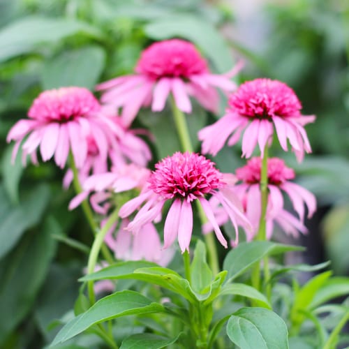 coneflower