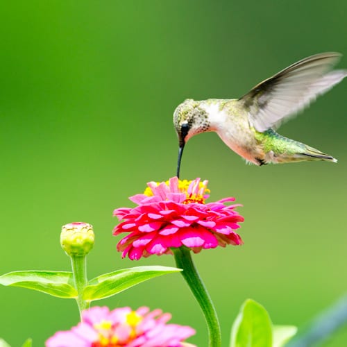 hummingbird with zinnia