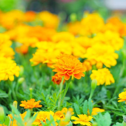 marigolds