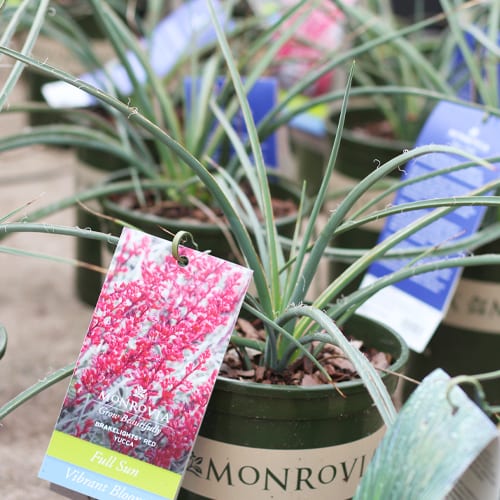 yucca plants