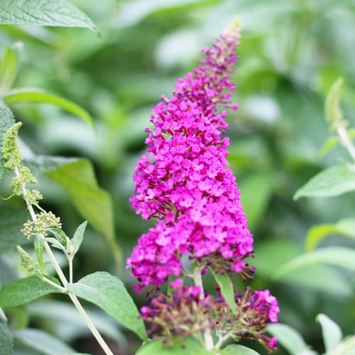 butterfly bush