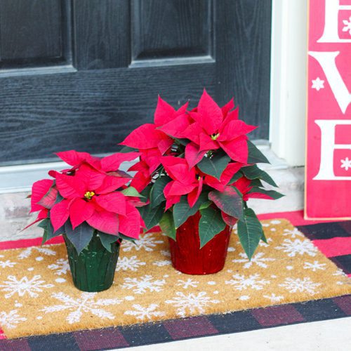 poinsettias with decorative foil wrap