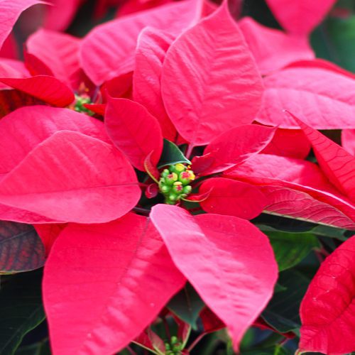 red poinsettia