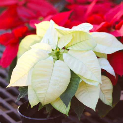 white poinsettia