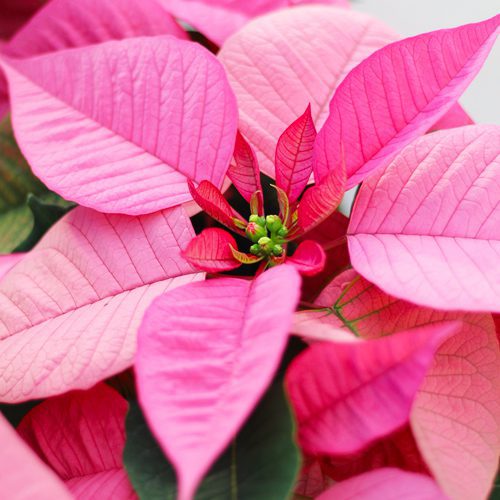 pink poinsettia