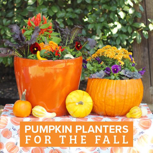 Pumpkins Planter for the Fall | Calloway's Nursery