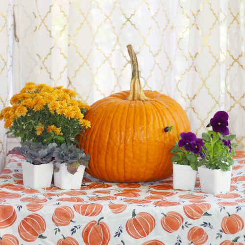 Pumpkin Planter Supplies for Fall Planter | Calloway's Nursery