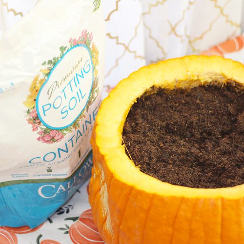 Calloway's Premium Container Potting Soil in Clean Jack O’ Lantern Pumpkin for Fall Planter | Calloway's Nursery