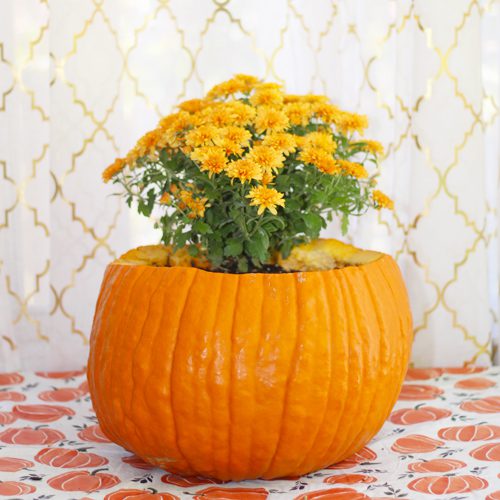 Garden Mums Flower Plant in Jack O’ Lantern Pumpkin for Fall Planter | Calloway's Nursery