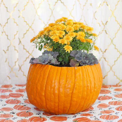 Garden Mums and Ornamental Cabbage in Jack O’ Lantern Pumpkin for Fall Planter | Calloway's Nursery