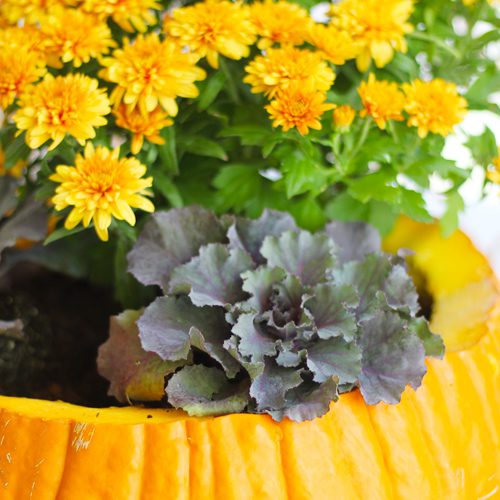 ornamental cabbageOrnamental Cabbage in Jack O’ Lantern Pumpkin for Fall Planter | Calloway's Nursery