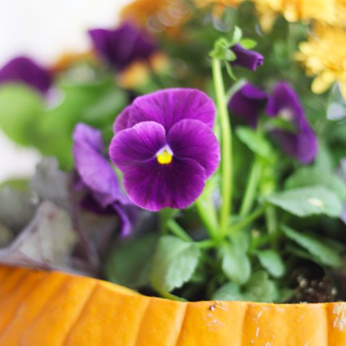 Matrix® Pansies Flower Plant in Jack O’ Lantern Pumpkin for Fall Planter | Calloway's Nursery