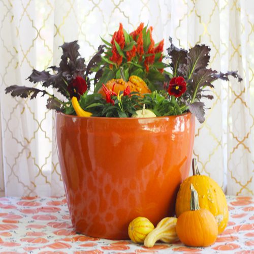 Planter With Pumpkins for Fall | Calloway's Nursery