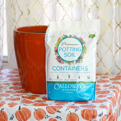 Calloway’s Premium Container Potting Soil for Fall Pumpkin Planter | Calloway's Nursery