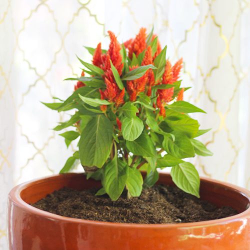 Celosia Flower Plant for Fall Pumpkin Planter | Calloway's Nursery