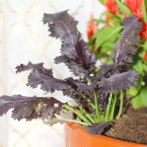 Ornamental Mustard Plant for Fall Pumpkin Planter | Calloway's Nursery