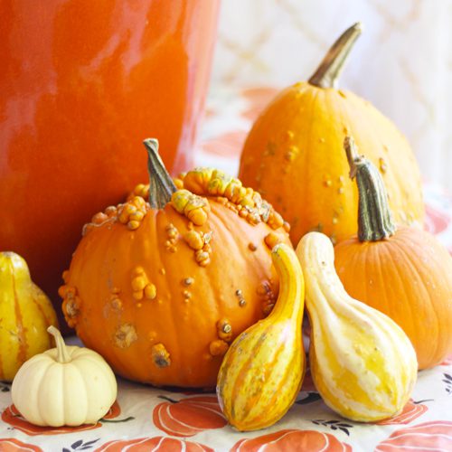 Pumpkins and Gourds for Fall Pumpkin Planter | Calloway's Nursery