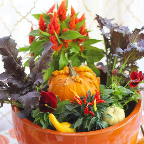 Container Garden With Pumpkins and Flower Plants for Fall Pumpkin Planter | Calloway's Nursery