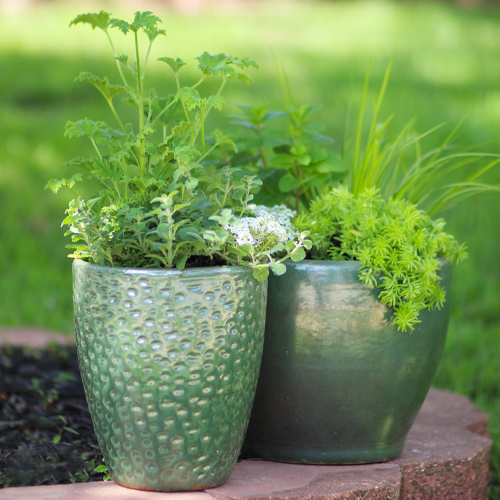 green plants