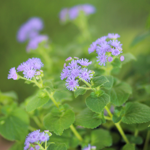 ageratum