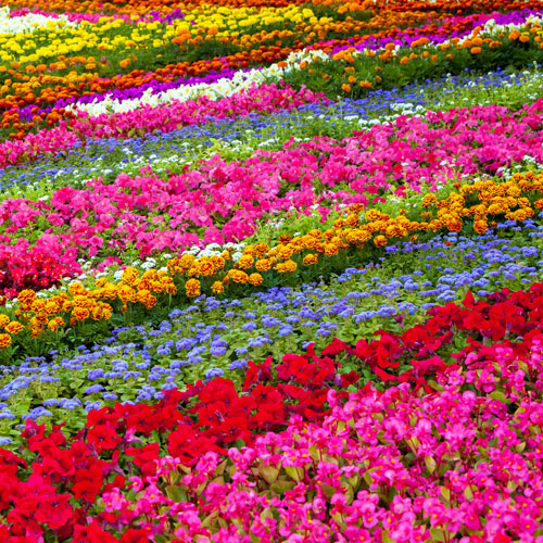 rainbow flower garden