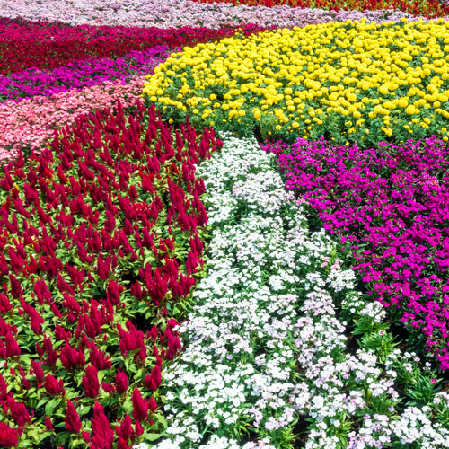 rainbow mass plantings