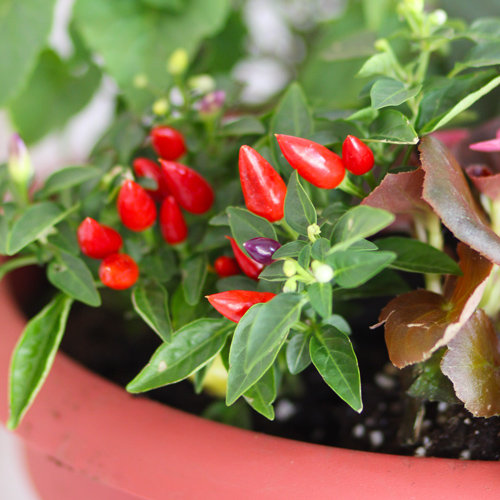 ornamental peppers