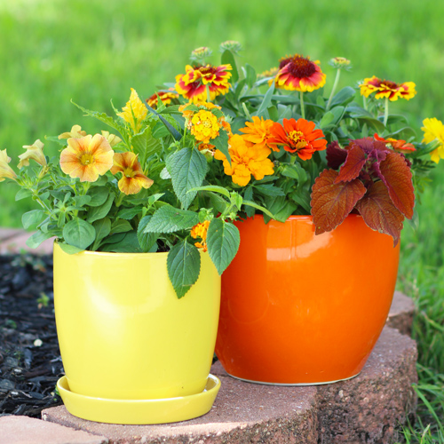 yellow and orange PLANTS