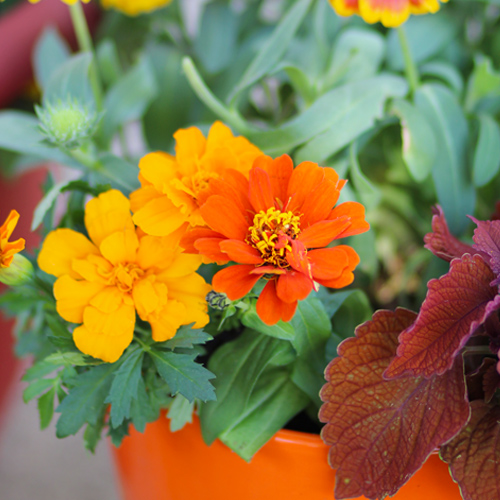 zinnias and marigolds