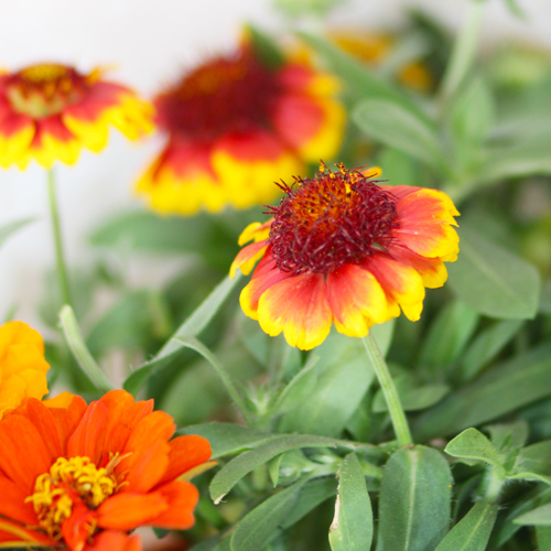 blanket flower