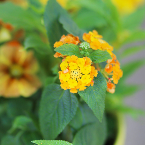 lantana