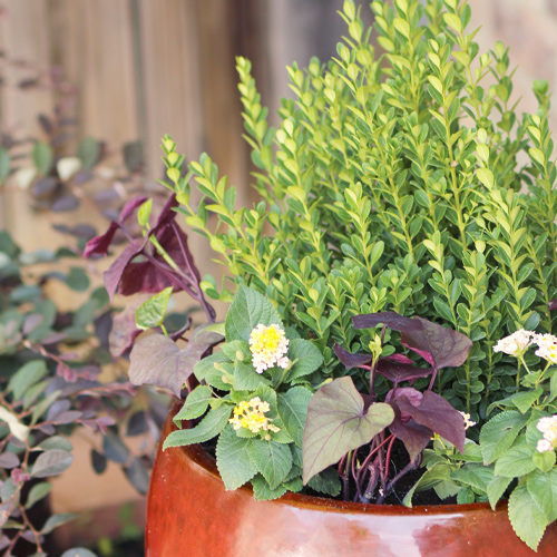 sweet potato vine