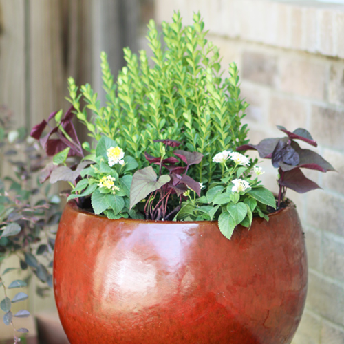 baby gem boxwood container garden