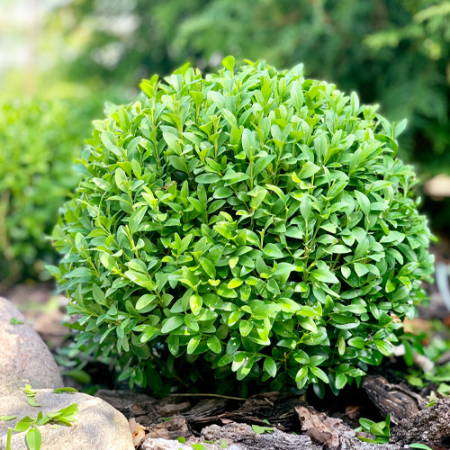 boxwood