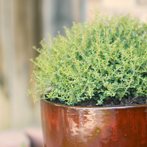 dwarf micron holly