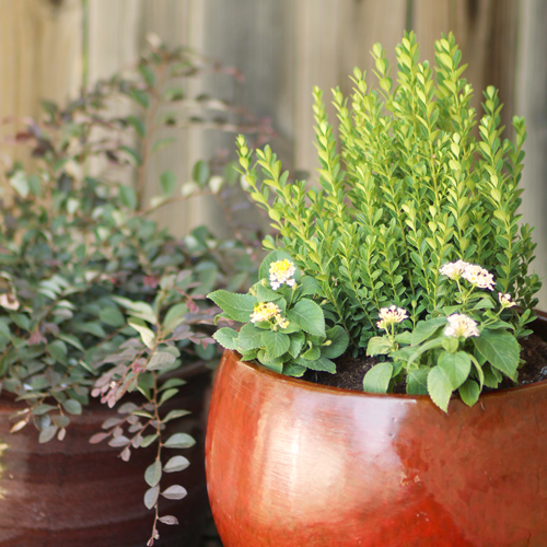 baby gem boxwood and flowers