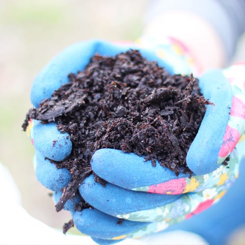 hand holding organic compost