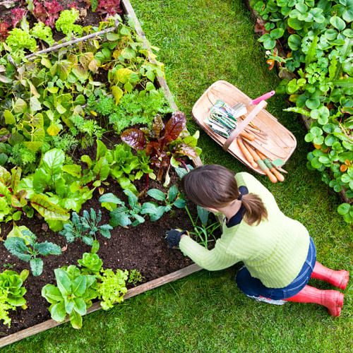 edible garden