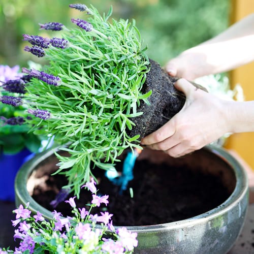 potting plants