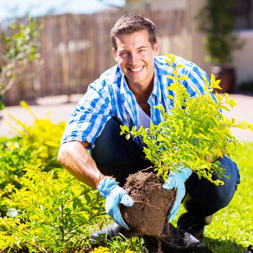 planting shrub