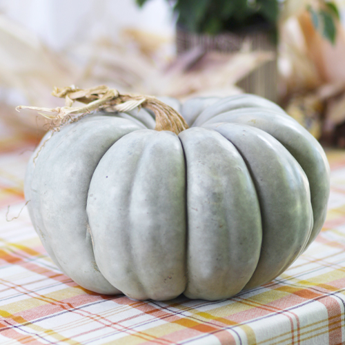 heirloom pumpkin