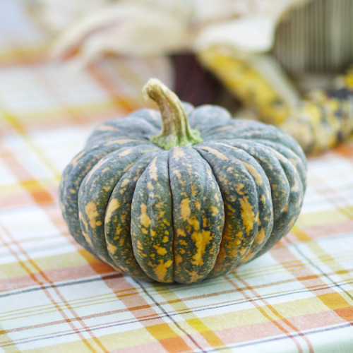 black futsu mini pumpkin